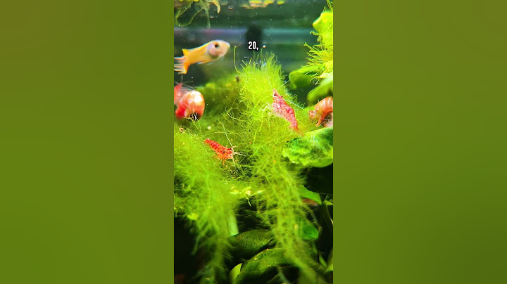 How Many Red Cherry Shrimp Can I Keep Per GALLON Of Water? Find Out!