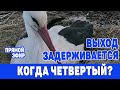 ЧЕТВЕРТЫЙ ЕЩЕ ДУМАЕТ.  ЭФИР ИЗ ГНЕЗДА 21 мая  2021 с  9-40