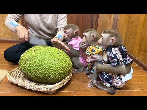 Mom With A Golden Nugget Jackfruit Prpared For JJ’s & Flloyd