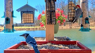 Bird Feeder Cam 🐦 Cardinals &amp; Blue Jays | Missouri Backyard Birds • Apr 10, 2026