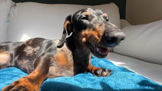 MINI DACHSHUND EATS HIS FAVORITE TREAT ⎪ASMR