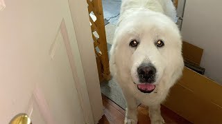 ルンルン目覚し時計に起こしてもらったお母さん　Great Pyrenees　グレートピレニーズ