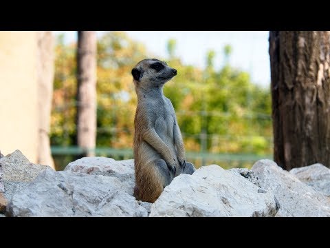 Videó: Állatkert-kezelő áttekintés