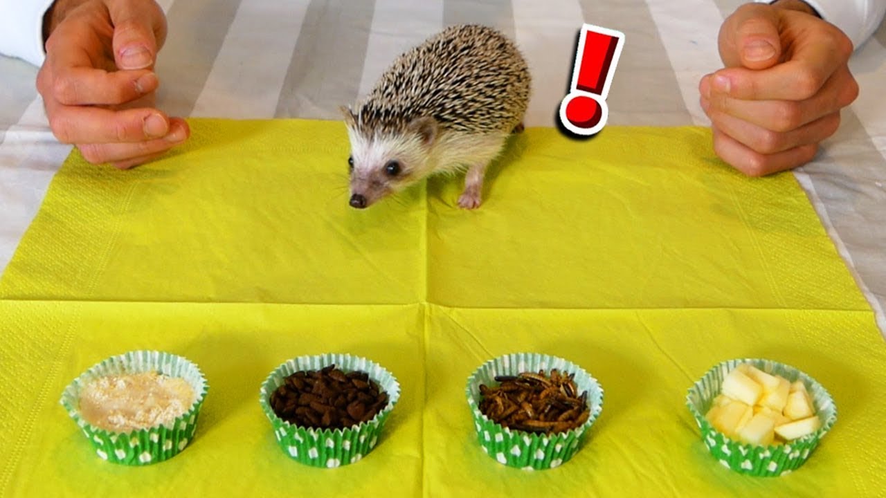 IL MIO NUOVO ANIMALE DOMESTICO - SPILLO IL RICCIO