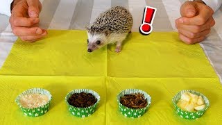 IL MIO NUOVO ANIMALE DOMESTICO - SPILLO IL RICCIO screenshot 4