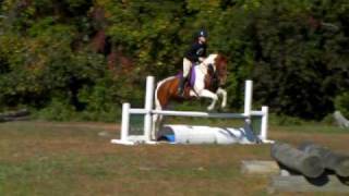 Hunter Jumper Paint Horse Youtube