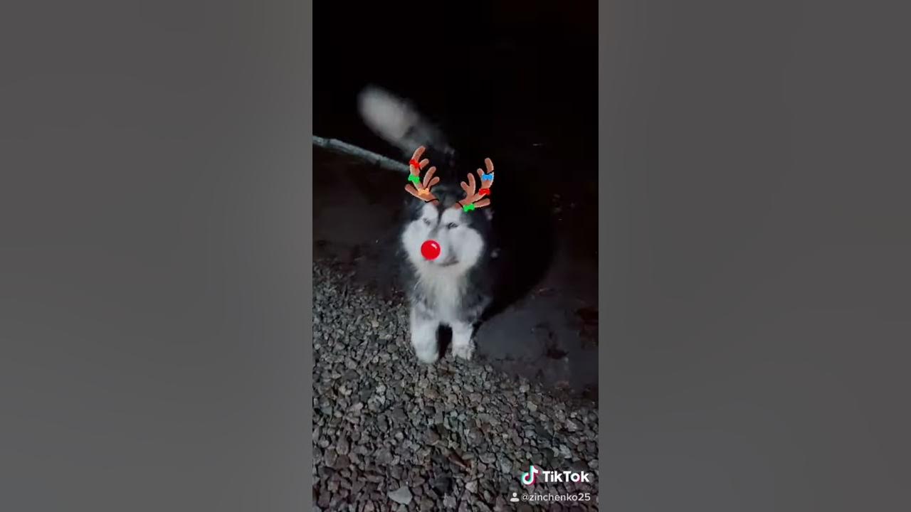Новорічний олень🦌🦮😎 - YouTube
