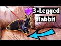 Meet the 3-Legged Rabbit Saving Lives  💜