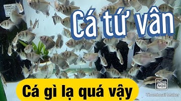 ✅ [ Full 4K ] Hồ cá tứ vân - Cá xecan - Tiger barb