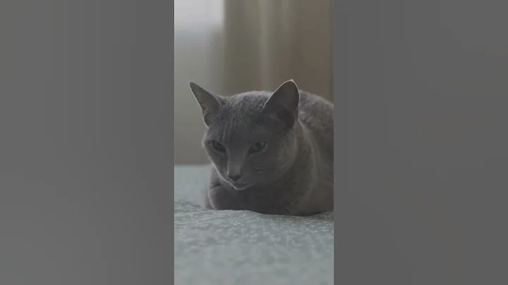 Video 6135471: russian blue cat breed, russian blue cat facts, amazing cat facts