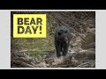 Bear Day! - Wildlife Photography in Jackson Hole