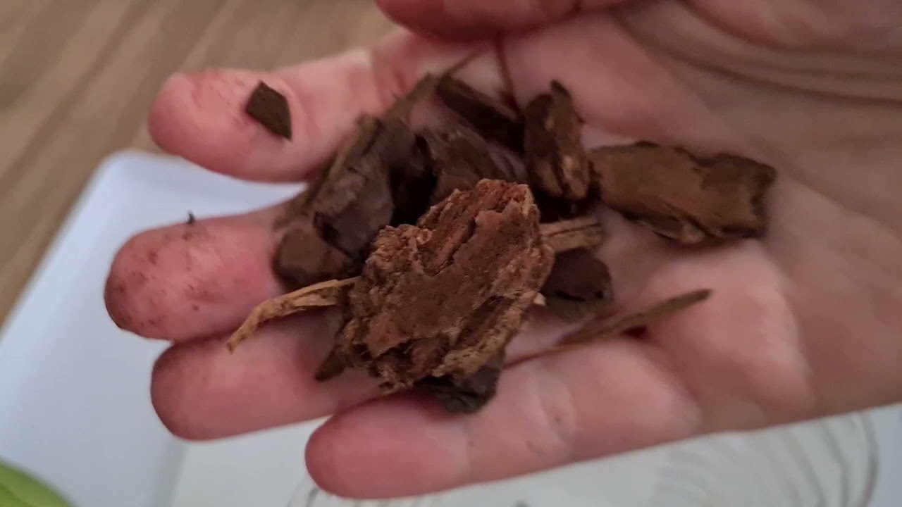 Spasavanje orhideja bez korijena - II Dio (Update)