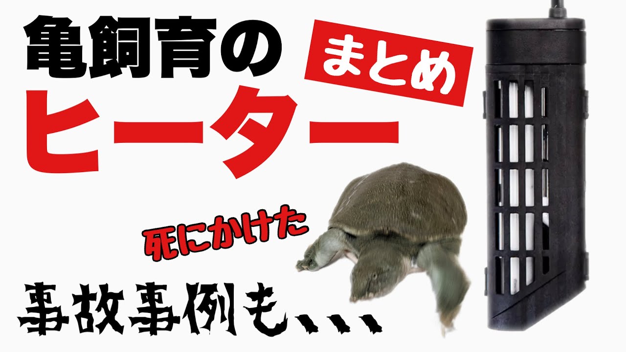 亀飼育】亀のヒーターまとめ！過去のヒーターによる事故の話も。温度 