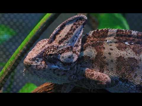 HIDDEN VIDEO: Fire Nation, Emerald Empire, and other Pets - HIDDEN VIDEO: Fire Nation, Emerald Empire, and other Pets