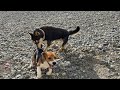 Бигль едва спасается от хаски. Beagle vs husky. Путешествия бигля. Beagle’s travel. Сочи 2021