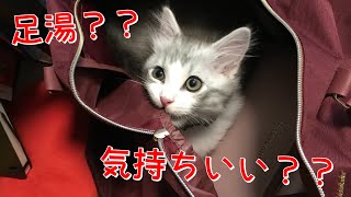 【子猫】はっさくんの足湯挑戦【サイベリアン】