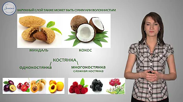 Биология 6  Плод   орган защиты и расселения семян