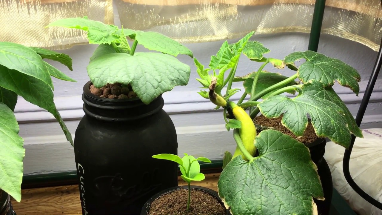 Hydroponic Kratky Squash, Orange and Cucumber Plant - Updates
