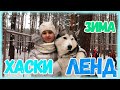 Хаски ленд. Хаскиленд  в Кемерово - питомник «Сибирский хаски»  Кемерово  #хаскиленд#хаски ленд#