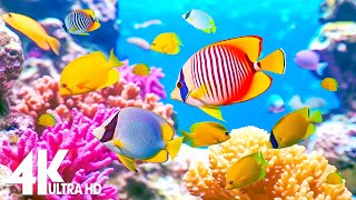 Aquarium 4K VIDEO (ULTRA HD) 🐠 Beautiful Coral Reef Fish - Relaxing Sleep Meditation Music