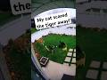 CCTV Captured: My Cat Scared Off a Tiger 😳📹🐱🦁” #catlife #animalvideosforkids