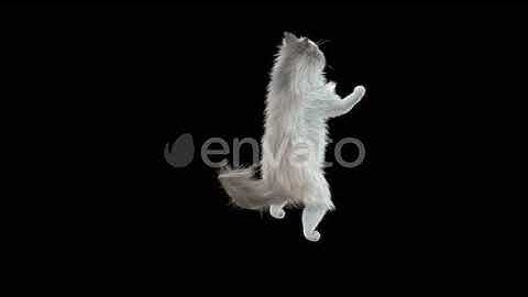 Cat | Motion Graphics - Envato elements