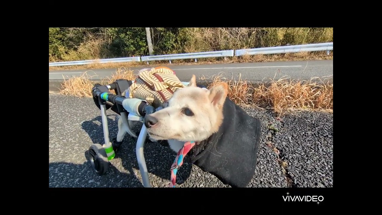 イチちゃん　あかねちゃん　シニアさんのんびり散歩