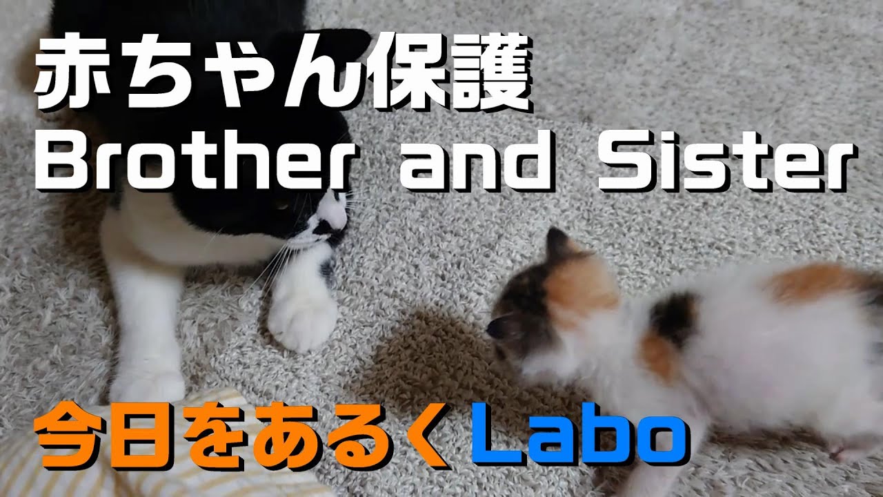 Веселого різдва translate