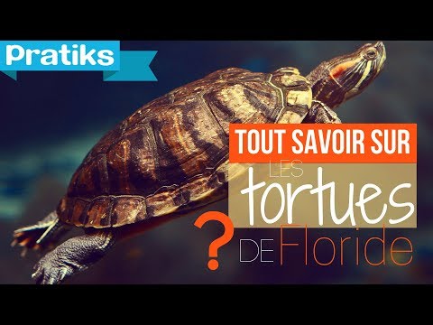 Vidéo: Les tortues peuvent-elles manger des vairons ?