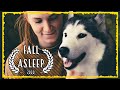 Relaxing music for dogs  husky chakra music  music that relaxes dogs