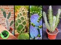 50 Tipos De Cactus Opuntia