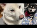 家族を代表してとぼけるパパ