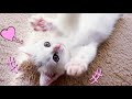 生後2ヶ月の元気な短足子猫　Powerful kitten of Munchkin!