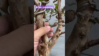 Jaboticaba Bonsai 2023 | after prunning viral bonsai thebest fruit jaboticaba janda