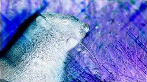 Wildlife Windows 7 Sample Video in 4ormulator V8