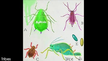 Aphids - FULL Album by JAde Wii