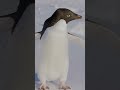 The Nihilist Penguin Explained @OddDanny