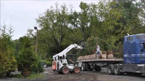 7 8 Ft Norway Spruces     Unloading a Truckload of Trees