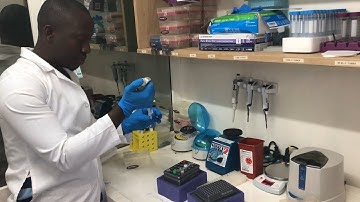 SHERLOCK diagnoses deadly viruses in areas with limited infrastructure