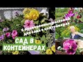 6 цветущих растений для сада в контейнерах / Огород в контейнерах