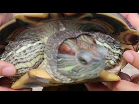 A 2.5-year-old female red-eared slider emits loud gasping sounds. Pt 4/4