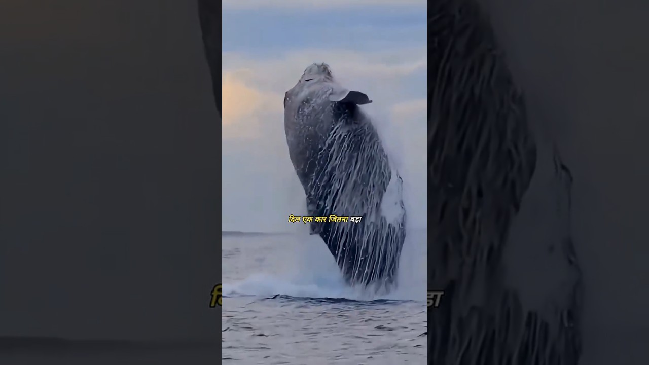 दुनिया का सबसे बड़ा जानवर 😱 #shorts #facts #ocean #bluewhales #viral #trending #wildlife #earth