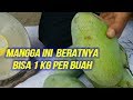Mengenal Jenis Jenis buah Mangga Unggulan