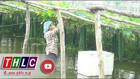 Sản xuất rau an toàn hướng tới nền nông nghiệp bền vững| THLC