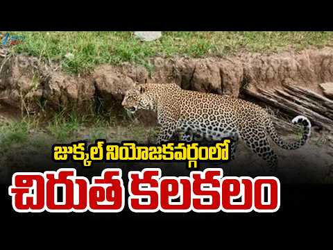 Leopard Spotted at Kamareddy District | జుక్కల్ నియోజకవర్గంలో చిరుత కలకలం | ZEE Telugu News - ZEE24TELUGUNEWS