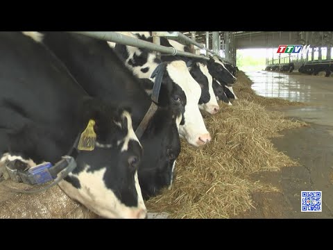 Chăn nuôi bò sữa hướng tới chuỗi liên kết giá trị | NÔNG NGHIỆP TÂY NINH | TayNinhTV