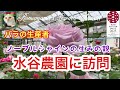 【水谷農園】バラ生産者を直撃訪問　#ノーブルシャイン　#ばら
