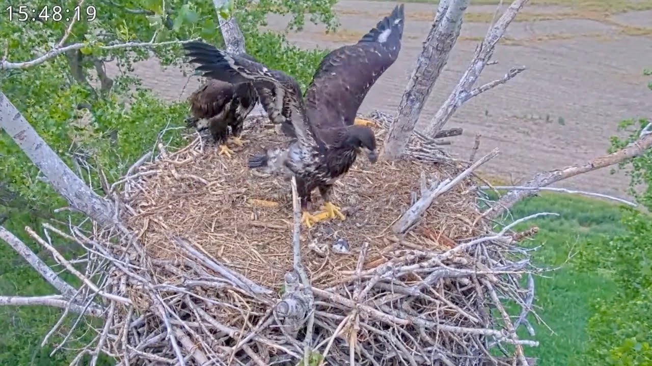 Eagle Riding Corn Kansas Eagles 5-15-24. Cheyenne masters corn cob perching; Building ...