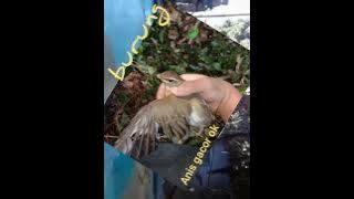 burung anis kuning gacor