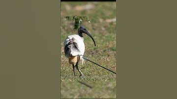 This bird needed urgent help #shorts #rescue #diy #animals